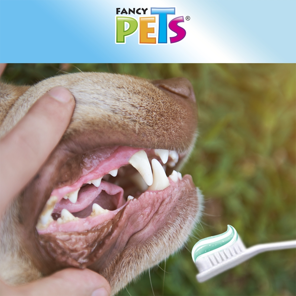 KIT DENTAL (PASTA Y CEPILLO)
FL3905