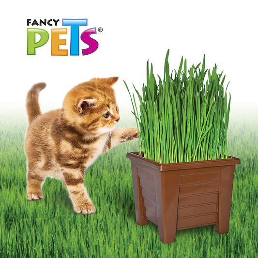 PASTO P/GATOS

FL3916