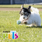 PELOTA SPIKY CH FETCH

FL9436
