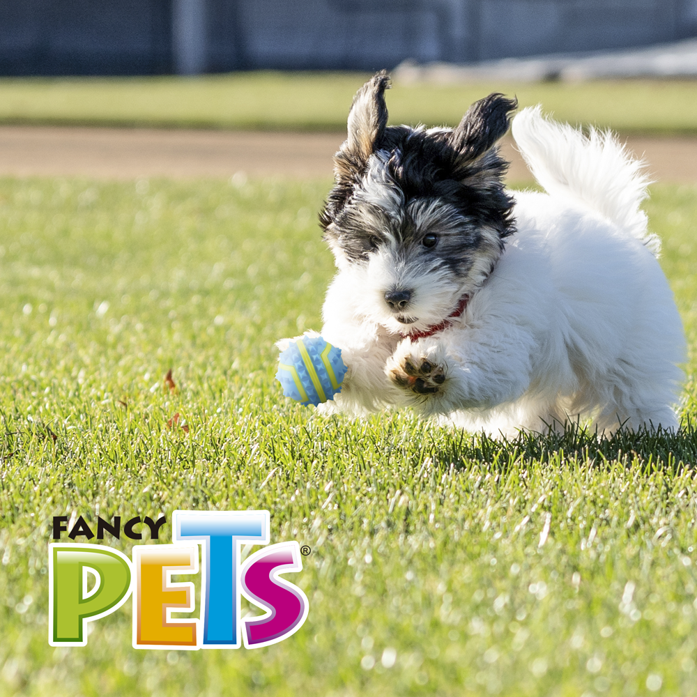PELOTA SPIKY CH FETCH

FL9436